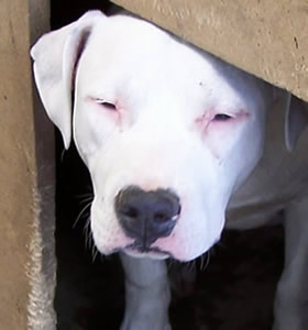 Immortalz Sassy Sally